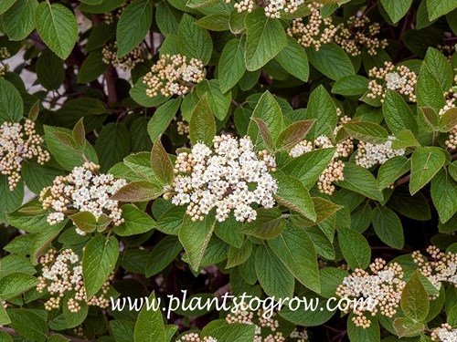 Fireworks Viburnum (Viburnum mongolicum)
end  of April